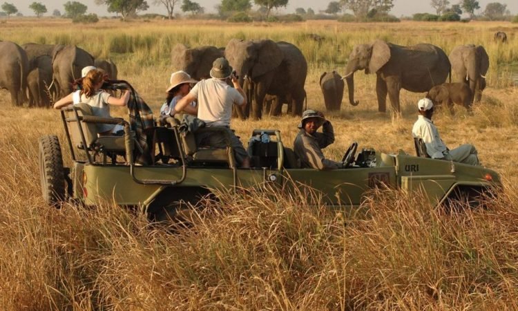 Game drives are one of the main ways to explore Pian Upe Wildlife Reserve. Uganda Wildlife Authority currently identifies 