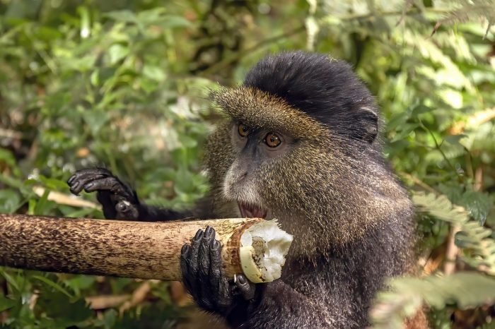 Golden monkey tracking is an excellent addition to a Rwanda Safari in February, especially for travelers staying two or three nights around Volcanoes National Park. Rwanda promotes golden monkeys alongside its wider primate-tracking experiences, giving visitors another