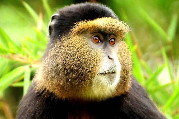 Golden monkey tracking is an excellent complementary experience for travelers spending several nights 
