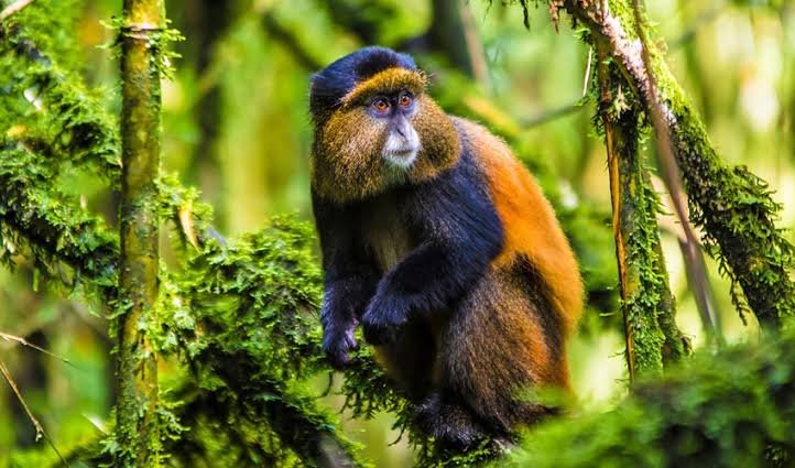 Golden monkey tracking provides another unique experience during a Uganda primate