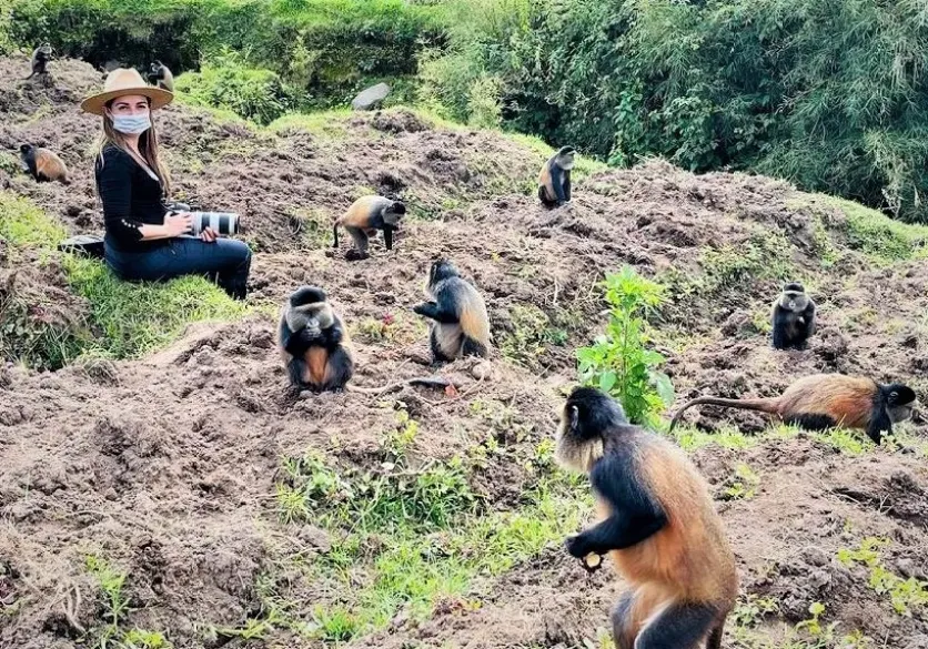 Golden monkey tracking provides an excellent second primate experience around Volcanoes National Park. Rwanda’s official tourism platform includes golden monkeys among the major experiences available in the Virunga region and combines the activity with gorilla trekking in longer 