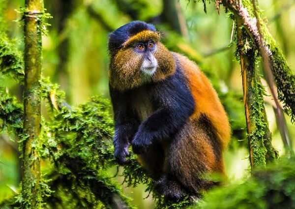 6 Days Rwanda Gorilla Golden Monkey and Lake Kivu Safari