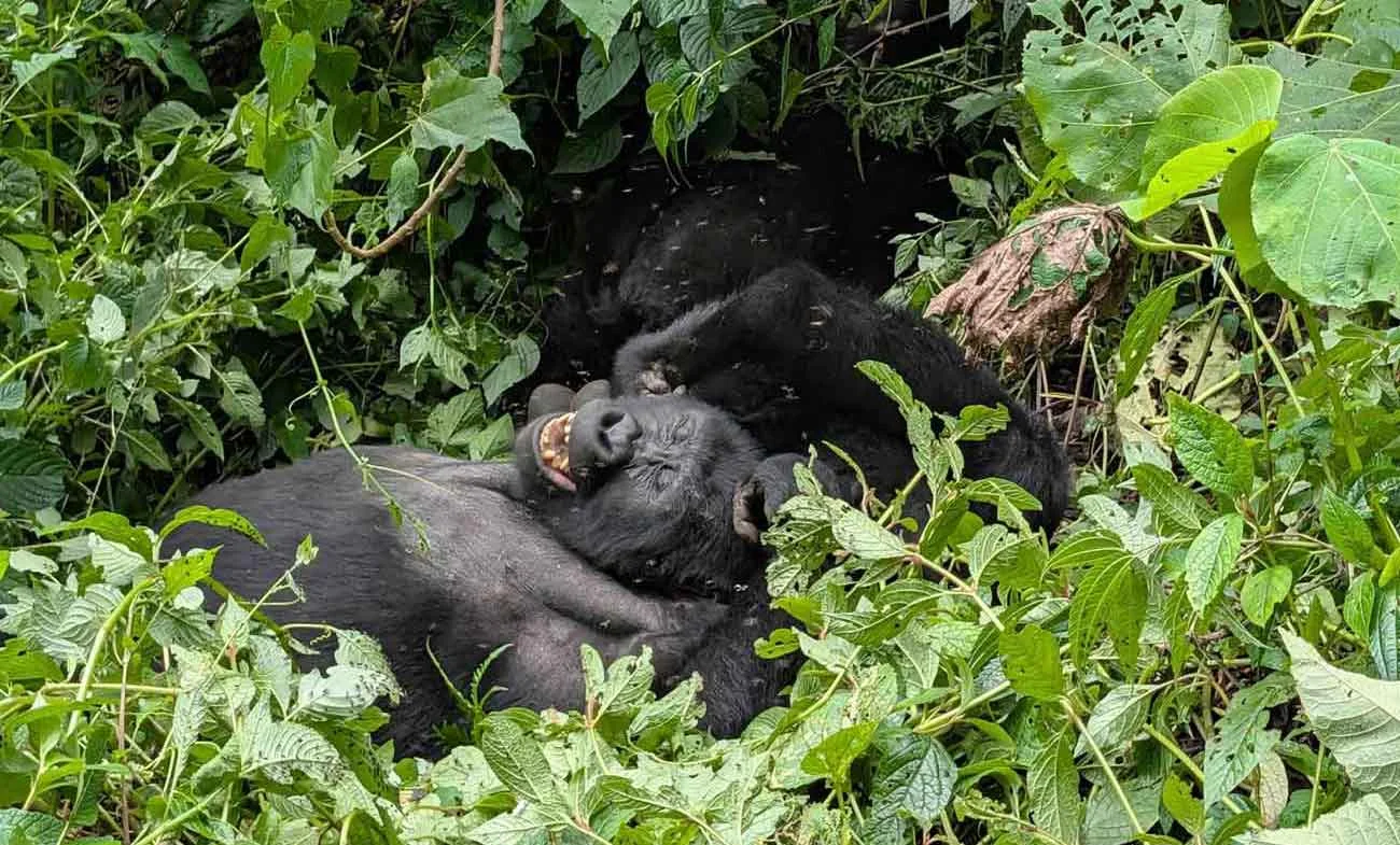If mountain gorilla trekking is the highlight of your journey, your gorilla arrangements belong near the top of the Uganda Safari Checklist. Gorilla trekking in Uganda takes place in Bwindi Impenetrable National Park and Mgahinga Gorilla National Park, and visitors participate through controlled permit-based tracking experiences. UWA 