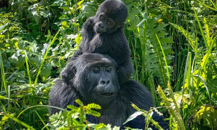 Mountain gorillas are among the most compelling subjects available during an Uganda Safari Photography journey. Gorilla trekking in Uganda takes place in Bwindi Impenetrable National Park and Mgahinga Gorilla National Park, with Bwindi divided into different trekking sectors such as Buhoma, Ruhija, Rushaga and Nkuringo. The trek itself can vary considerably in length because the gorillas move naturally through their habitat, meaning photographers