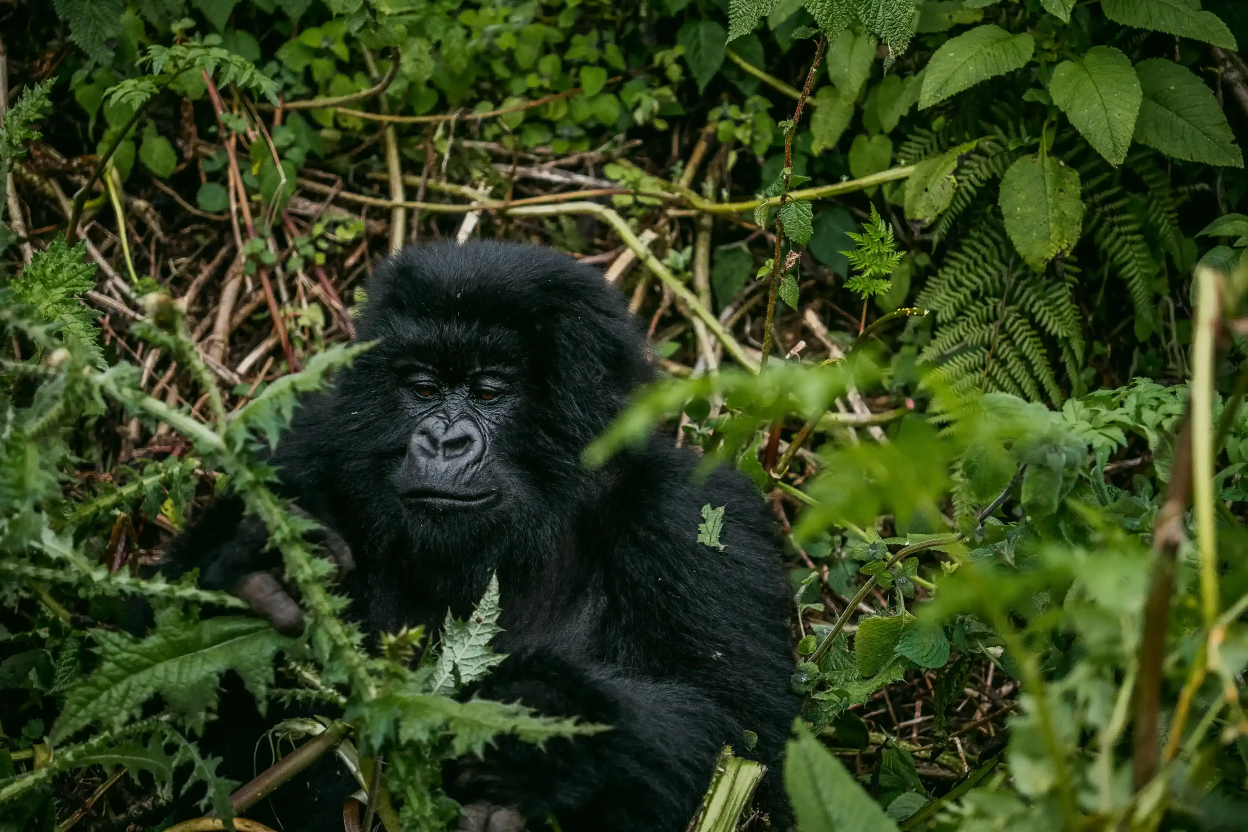 Gorilla Safaris Nextgen Safaris