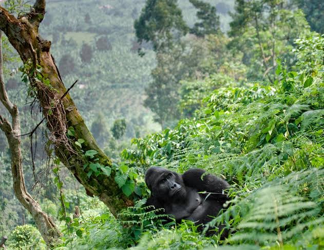 Bwindi Impenetrable National Park is the principal destination for Uganda-focused Japanese Gorilla Trekking Tours. Uganda Wildlife Authority describes Bwindi as an ancient rainforest in southwestern Uganda and identifies it as a major global mountain gorilla conservation area. The park’s four