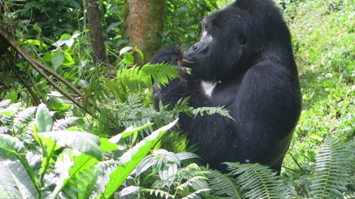 Mountain gorilla trekking is the signature experience of many Rwanda Safari in January itineraries. Treks take place in Volcanoes National Park in northern Rwanda, where visitors are 