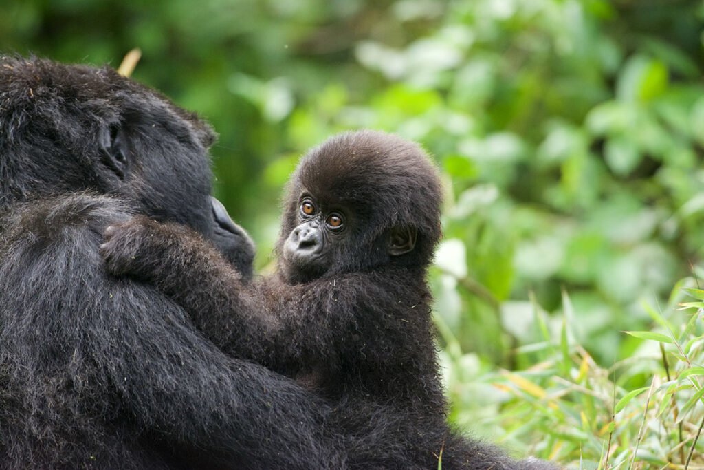 Mountain gorilla trekking is usually the defining highlight of a Rwanda Safari in November. Trekking takes place in Volcanoes National Park, where visitors enter the forest with professional guides and trackers in search of an assigned habituated gorilla family. The experience combines wildlife 