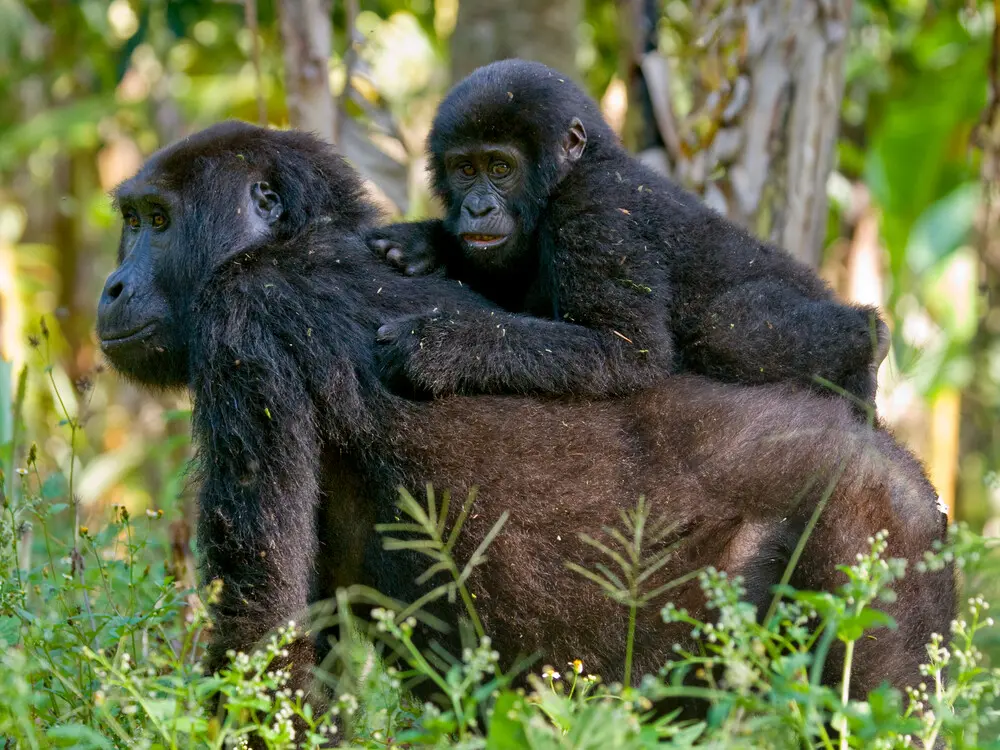 Mountain gorilla trekking is the signature experience for many travelers booking a Rwanda Safari in September. The activity takes place in Volcanoes National Park, where visitors enter the Virunga forests with professional guides and trackers in search of a habituated mountain gorilla family. The park’s 