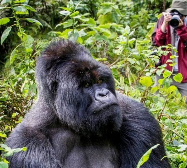 8 Days Ultra-Luxury Rwanda Safari