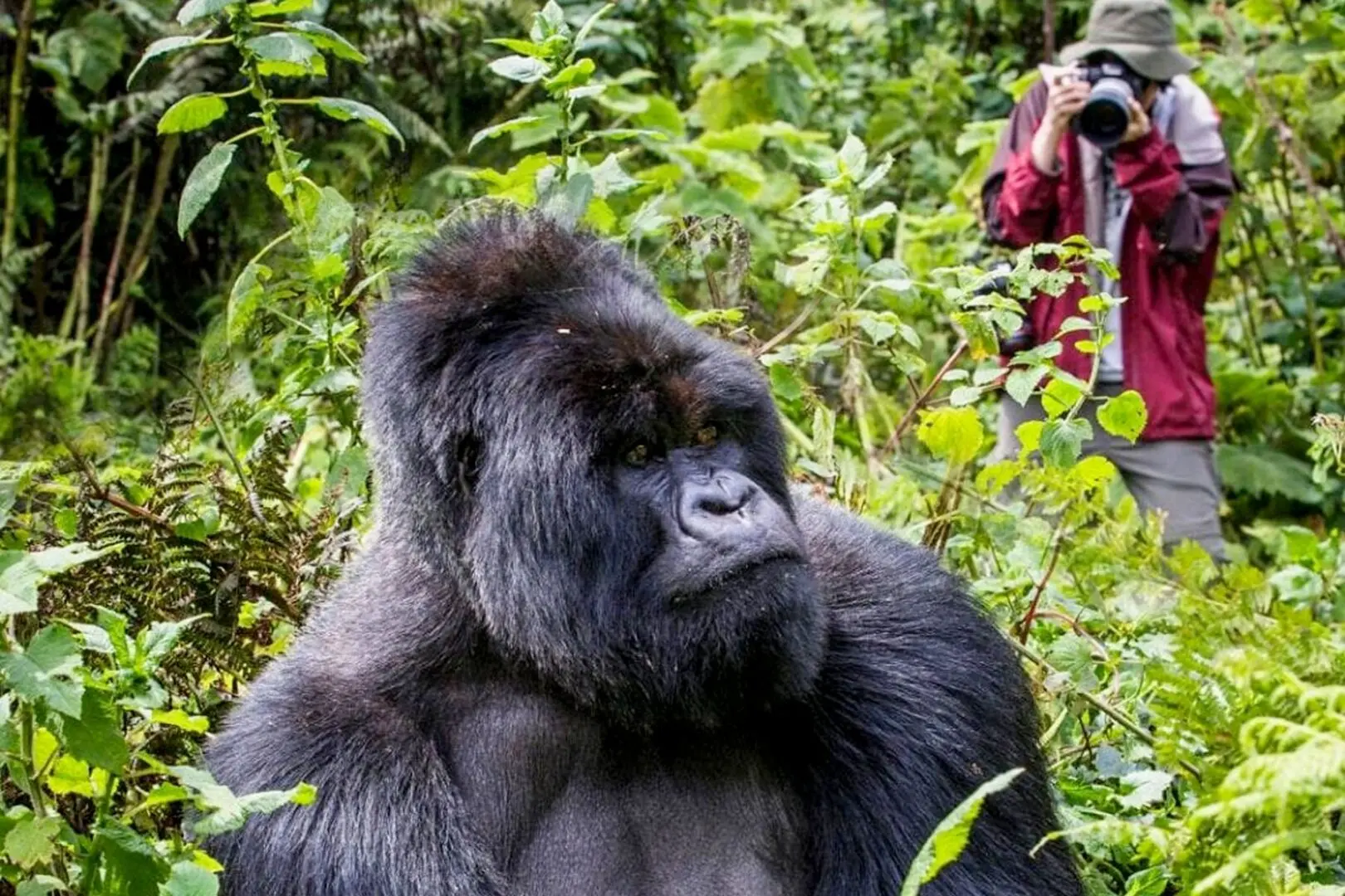 Bwindi Impenetrable National Park destination for Erebero Hills by Asilia