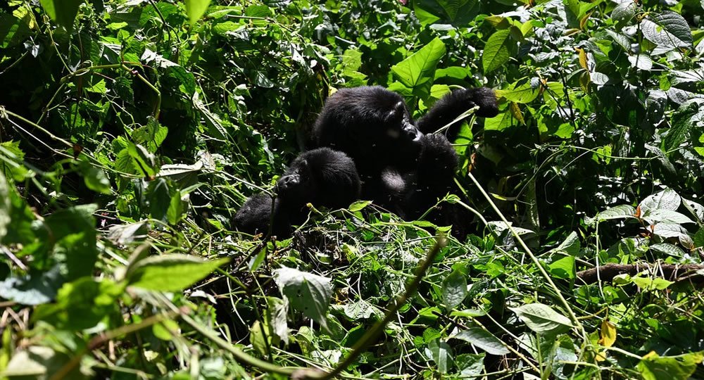 Gorilla Trekking on a Tight Budget
