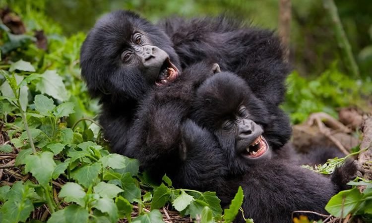 Affordable Gorilla Trekking on a Tight Budget