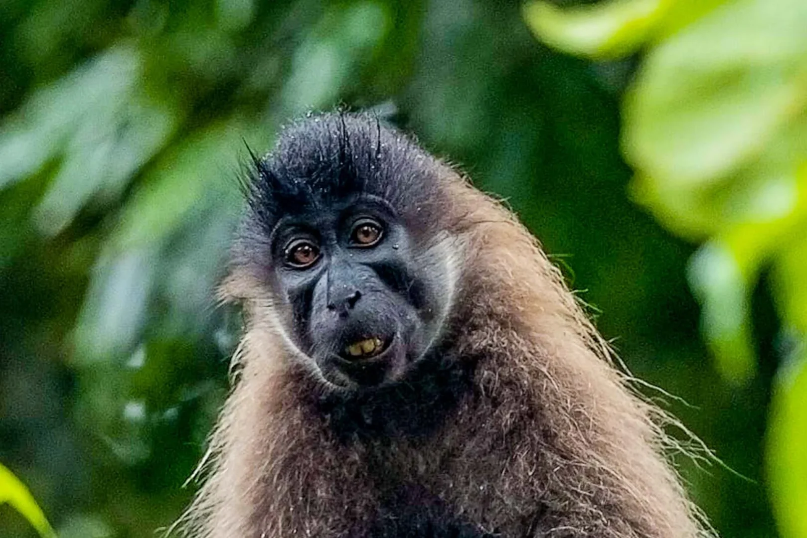 Grey-cheeked mangabeys are energetic forest primates known for their unique