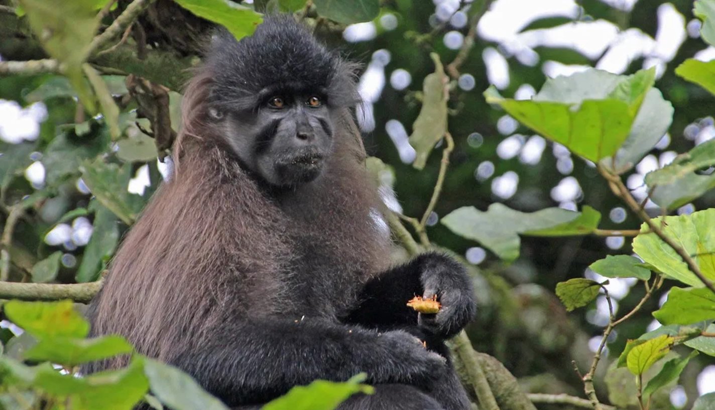 Grey-cheeked mangabeys are highly social
