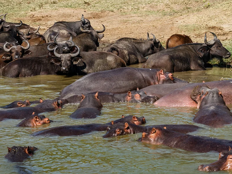 Hippos are perhaps the animals most strongly associated with the Kazinga Channel. Uganda Wildlife Authority describes the channel as supporting an exceptionally high concentration of hippos, making this one of the most reliable places in
