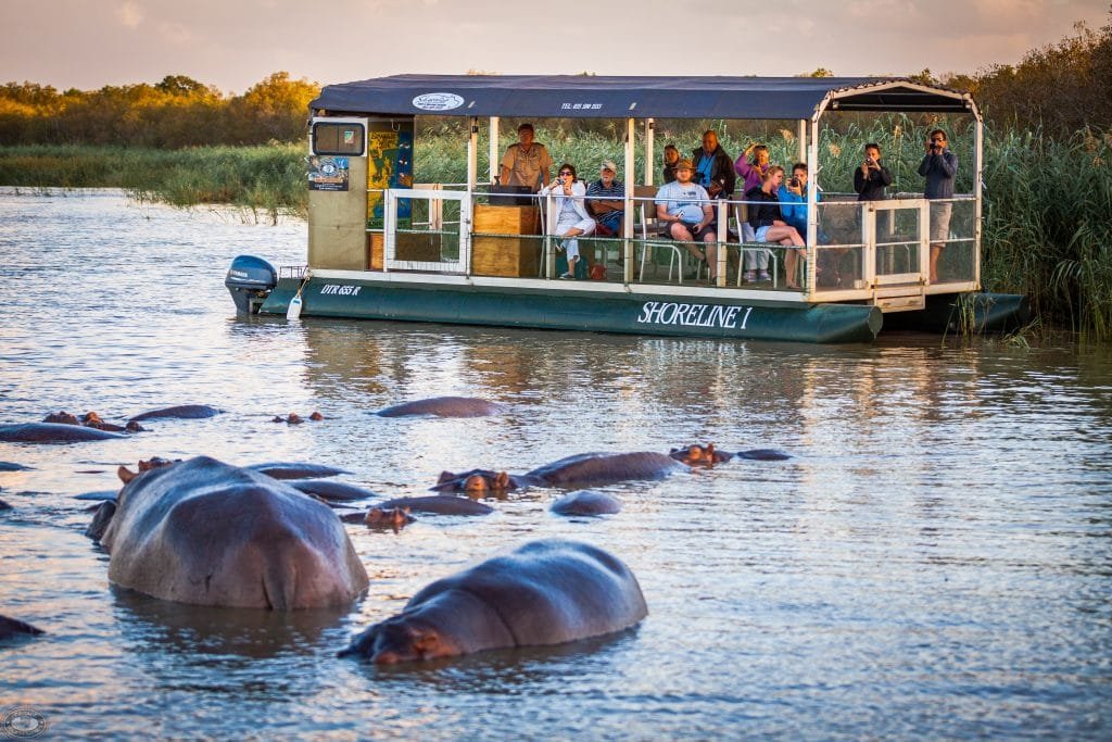Hippos are among the most reliable wildlife highlights of a Nile Boat Safari in Murchison Falls. Groups can often be observed resting in quieter sections of the river, with only their heads, ears and backs appearing above the water. At times several individuals surface almost simultaneously, creating an exciting scene for travelers seeing these