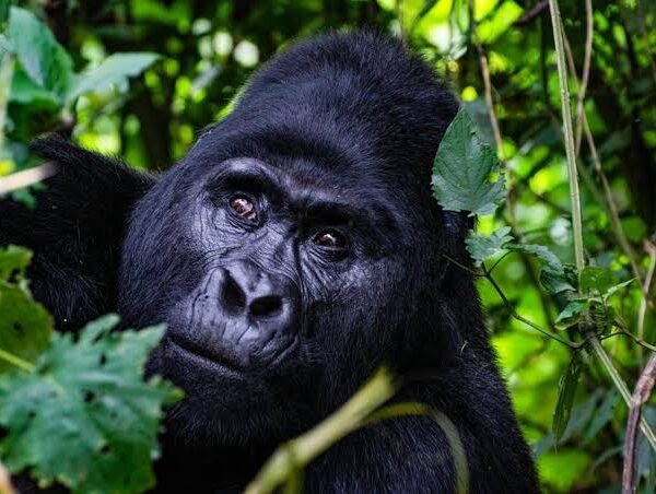 6 Days Rwanda Gorilla Golden Monkey and Lake Kivu Safari