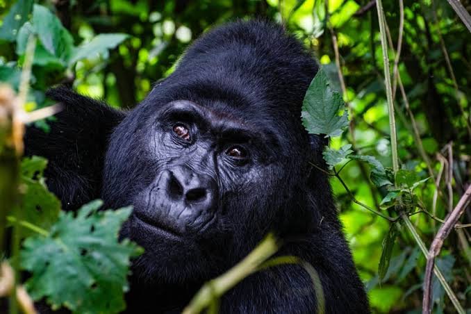 Gorilla Trekking Tours in Uganda and Rwanda for Japanese Travelers
