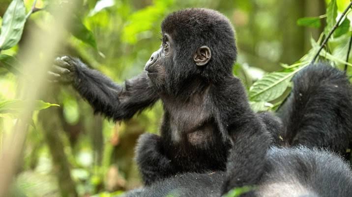 Japanese Gorilla Trekking Tours in Uganda and Rwanda