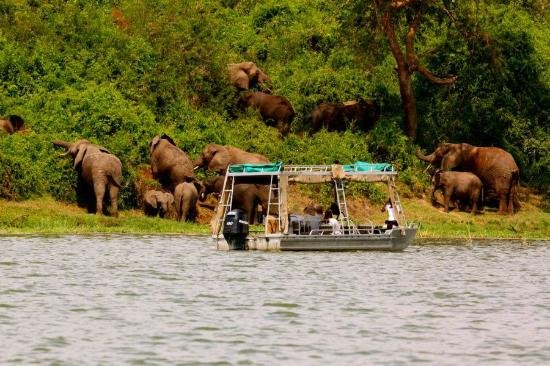 Kazinga Channel Boat Cruise in Queen Elizabeth National Park