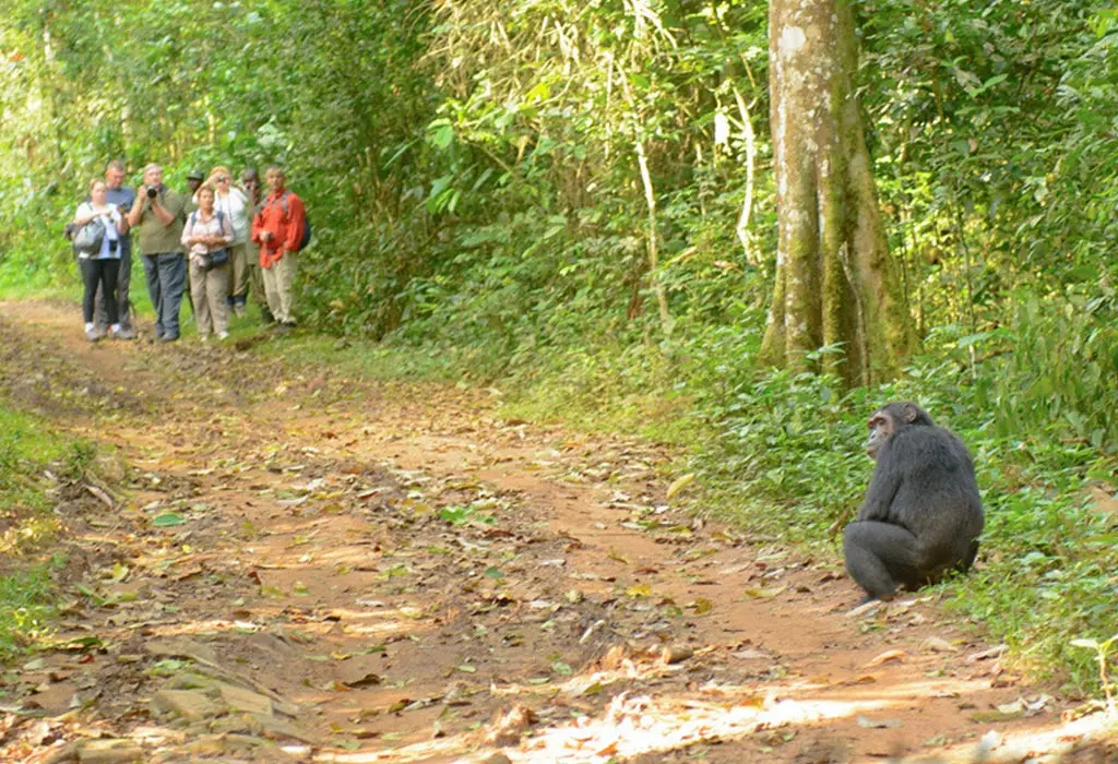 The Chimpanzee Trek Difficulty is one of the most important factors travelers consider when planning a chimpanzee safari in Uganda. While chimpanzee trekking is an incredible wildlife experience, many visitors want to understand the physical requirements, walking conditions, forest terrain, and preparation needed before entering the rainforest. Knowing what to expect helps travelers feel
