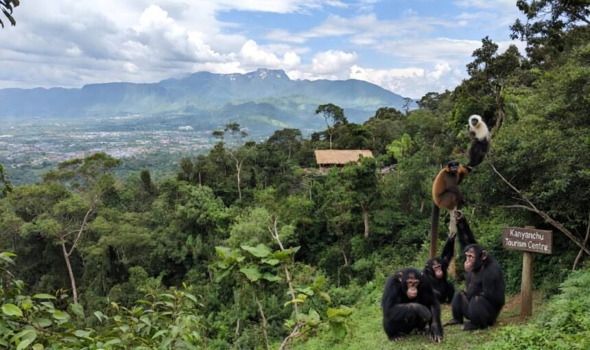 Kibale Travel Guide