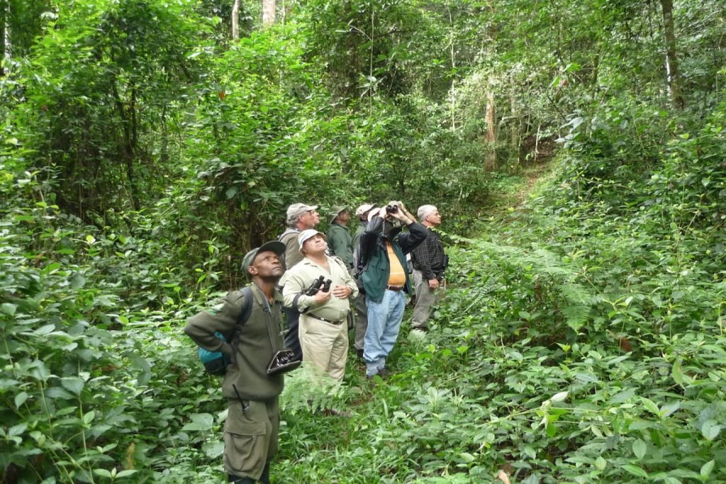 Kibale Forest Travel Guide Uganda