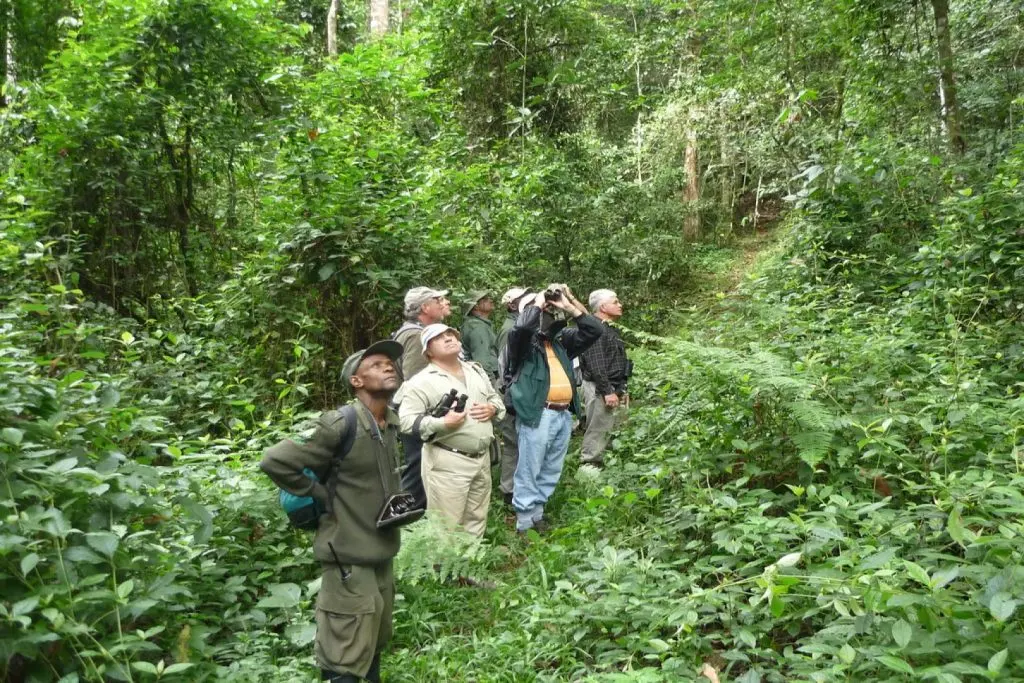 Kibale Forest Travel Guide Uganda