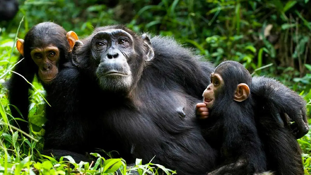 Complete Kibale Travel Guide