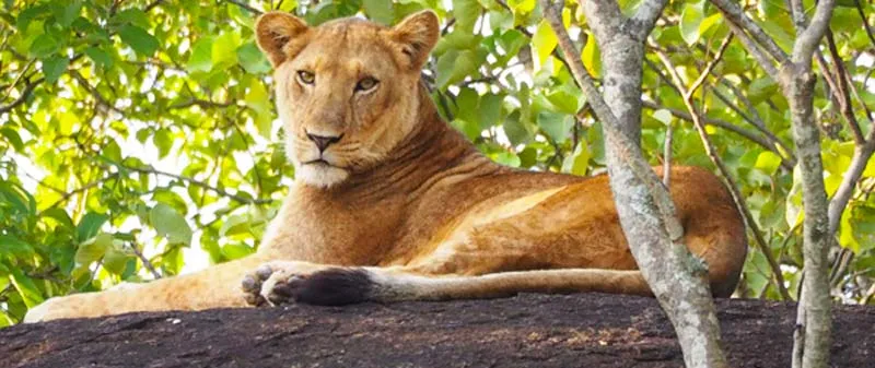 Kidepo Valley National Park has long been one of Uganda’s finest remote wildlife destinations, particularly for travellers seeking dramatic landscapes, lions, elephants, buffaloes and fewer safari vehicles. Its isolation in northeastern Uganda creates a 