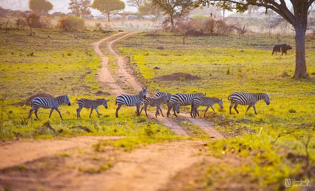 Kidepo Valley National Park is one of Uganda’s finest destinations for photographers who want broad wilderness landscapes and uncluttered wildlife compositions. Its