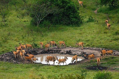 Lake Mburo National Park Photography