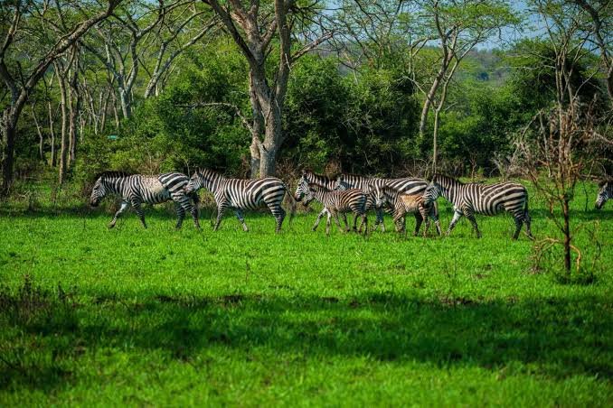 Lake Mburo National Park is an excellent final safari destination for couples traveling back toward Entebbe from southwestern Uganda. UWA notes that the park can be explored through game drives, boat safaris and walking