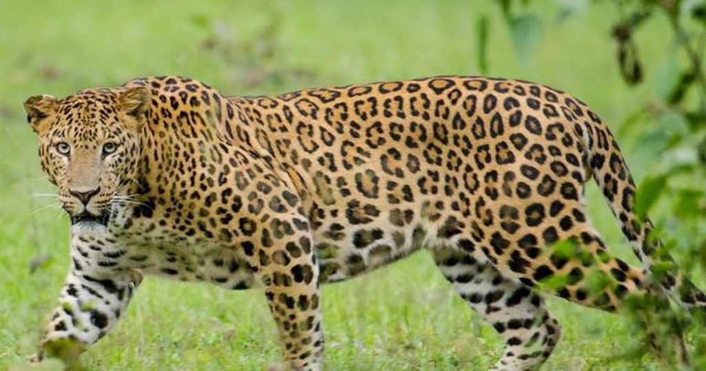 The leopard is usually the most difficult Big Five 