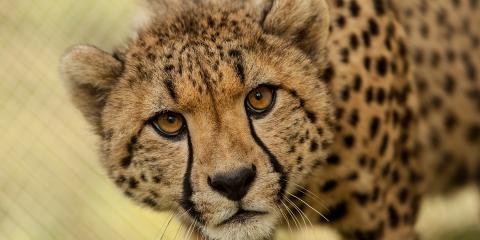 Kidepo Valley Predators Wildlife Experience