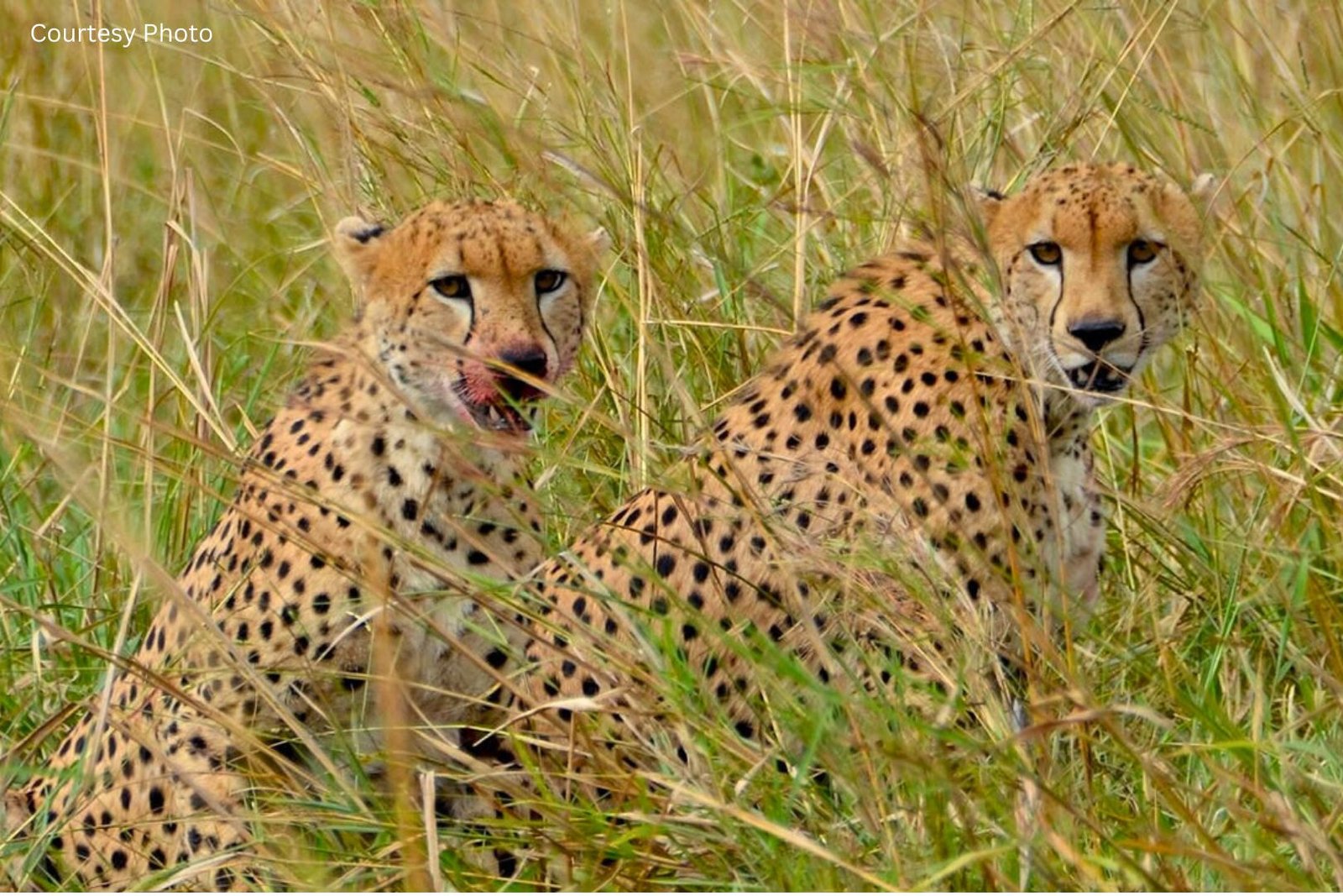 Lions Leopards and Cheetahs in Kidepo Valley National Park