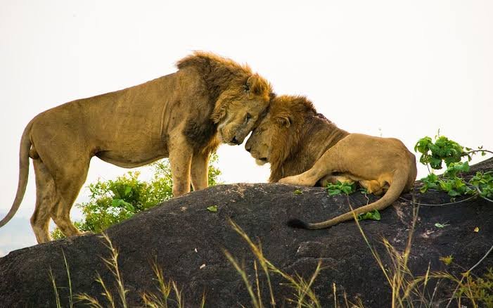 Lions Leopards and Cheetahs Safari in Kidepo