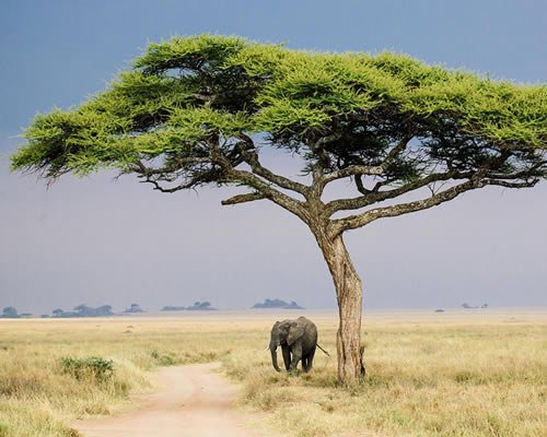 Meru National Park Safari