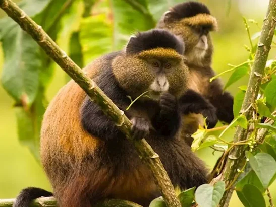 Mgahinga Gorilla National Park Best for Gorillas Golden Monkeys and Volcanoes