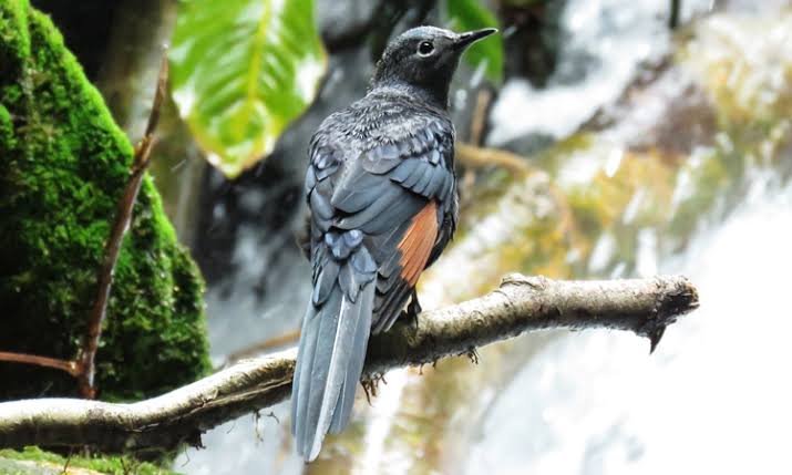 Mgahinga Gorilla National Park provides another important component of an Albertine Rift-focused birding safari. Uganda Wildlife Authority 