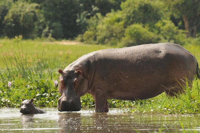 Midrange safaris are extremely popular because they offer a strong combination of comfort and reasonable pricing. Lodges generally provide private ensuite rooms, attractive settings,