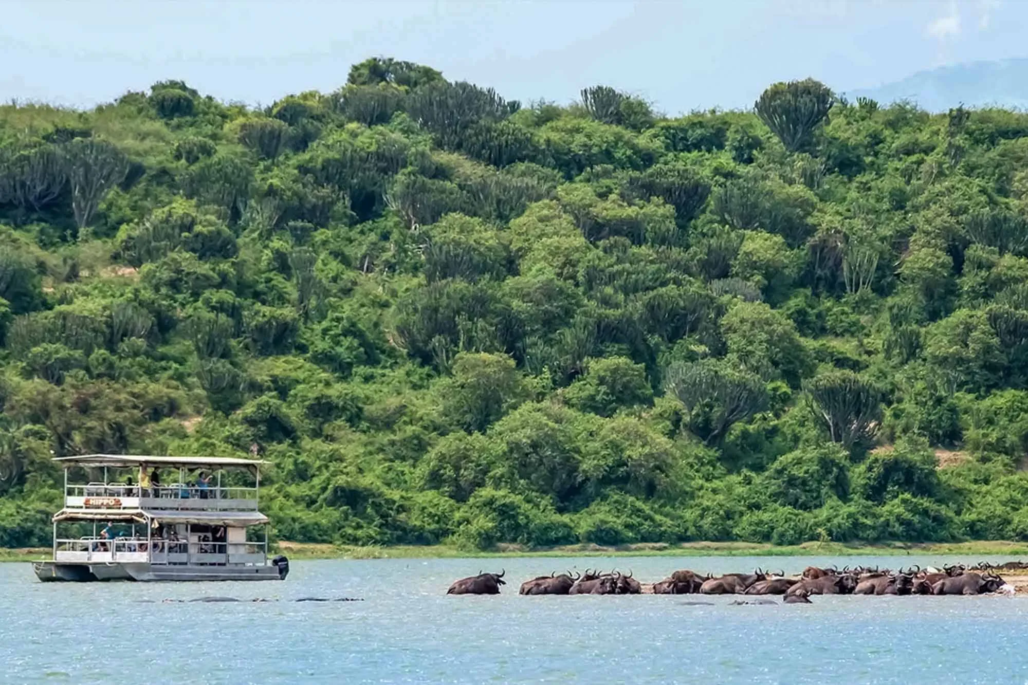 The waterfall is the centerpiece of any Murchison Falls Safari Guide because it transforms the River Nile into one of Uganda’s most powerful natural spectacles. Before reaching the falls, the Victoria Nile