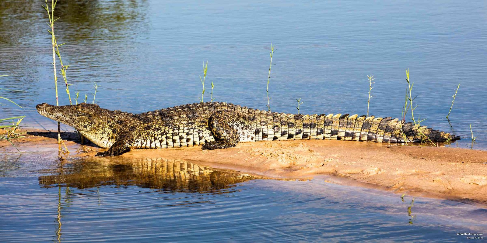 Nile crocodiles add another fascinating dimension to the safari. Murchison Falls National Park is recognized by
