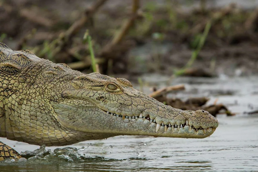 Nile crocodiles form another fascinating part of the ecosystem. Uganda Wildlife Authority identifies crocodiles as regular residents along the banks visited during launch cruises. They can sometimes be seen lying