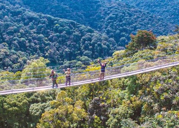 5 Days Rwanda Chimpanzee Trekking and Canopy Walk Safari