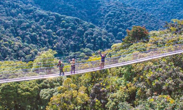 The Nyungwe Canopy Walkway is one of the best activities to combine with chimpanzee tracking. The suspension bridge extends approximately 160 metres and reaches around 70 metres above the forest, giving visitors a