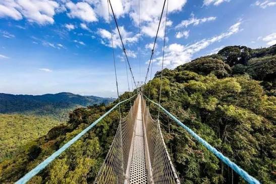 Nyungwe Canopy Walkway in October