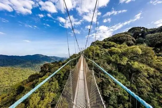 Nyungwe Canopy Walkway in October