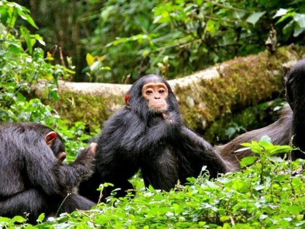 5 Days Rwanda Chimpanzee Trekking and Canopy Walk Safari